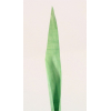 Levél háncs 45cm zöld