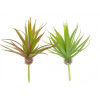 Műnövény pozsgás Agave 18cm 2 szín