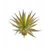 Műnövény pozsgás Agave 20cm 2 szín