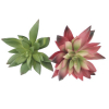 Műnövény pozsgás Echeveria 8-10cm több szín