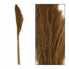 Pampafű 160cm s/3 natúr