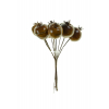 Pick naspolya 12.5cm 8fej barna