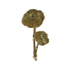 Protea fű x2 D7/9*20cm natúr Zmrst