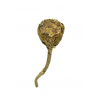 Protea fű/termés s/12 D4*15cm natúr Zmrst