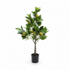 Selyemvirág citromfa cserepes 80cm zöld