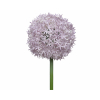 Selyemvirág díszhagyma 81cm lila