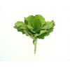 Selyemvirág echeveria gumi 18cm zöld