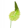 Selyemvirág eremurus 105cm zöld/fehér