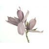 Selyemvirág hab magnólia 18-20cm 2virág lila