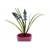 Selyemvirág hagymás muscari lila (gyöngyike)