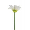 Selyemvirág margaréta szál 110cm krém