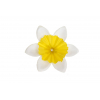 Selyemvirág nárciszfej 5cm s/120 fehér/sárga