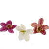 Selyemvirág orchideafej s/25 nagy