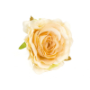 Selyemvirág rózsa fej 8cm s/12 barack