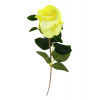 Selyemvirág szálas rózsa PU 41cm sárga
