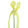 Selyemvirág tacca 75cm