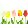 Selyemvirág tulipán 34cm több szín