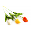 Selyemvirág tulipán szálas többszín