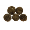 Termés Wild Marigold D6 s/5 barna