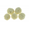 Termés Wild Marigold D6 s/5 fehér
