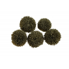 Termés Wild Marigold D6 s/5 szürke