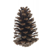 Toboz Maritima 13-18cm natúr db!