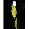 Tulipán Abhika 83cm fehér