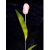 Tulipán Abhika 83cm rózsaszín