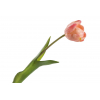 Selyemvirág gumi tulipán H44 rózsaszín