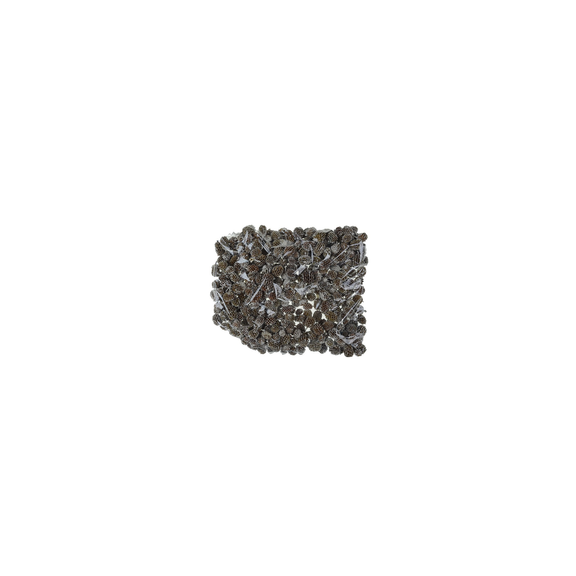 Casuarina havas (0015 3 202528956)