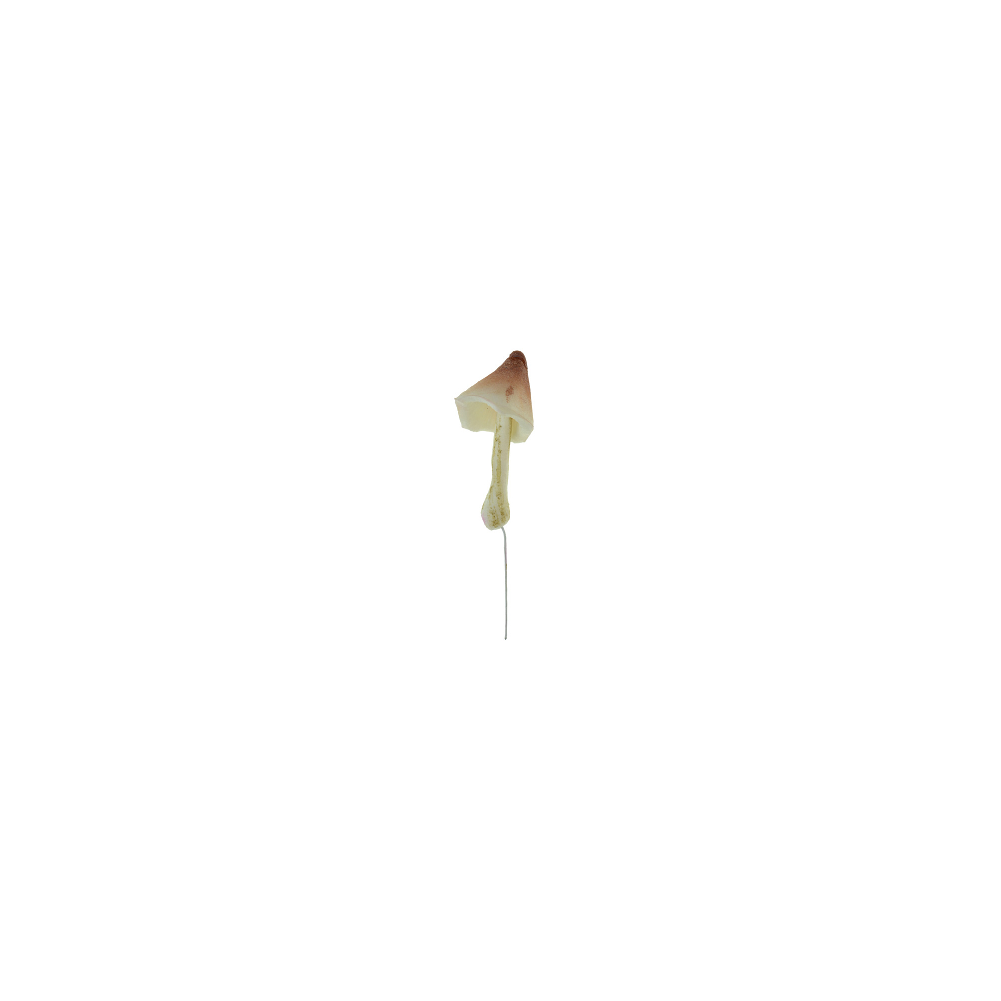 Gomba hab 3.5×8cm barna