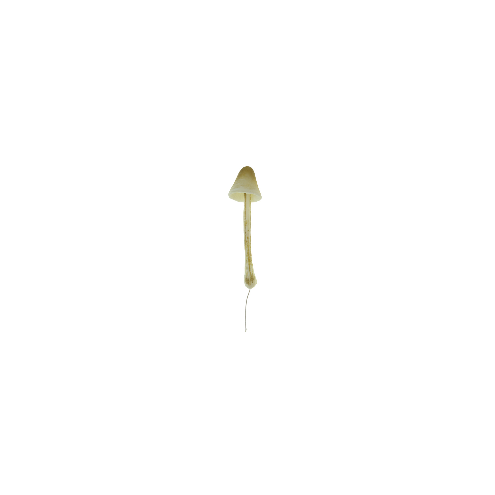 Gomba hab 4×15 cm barna