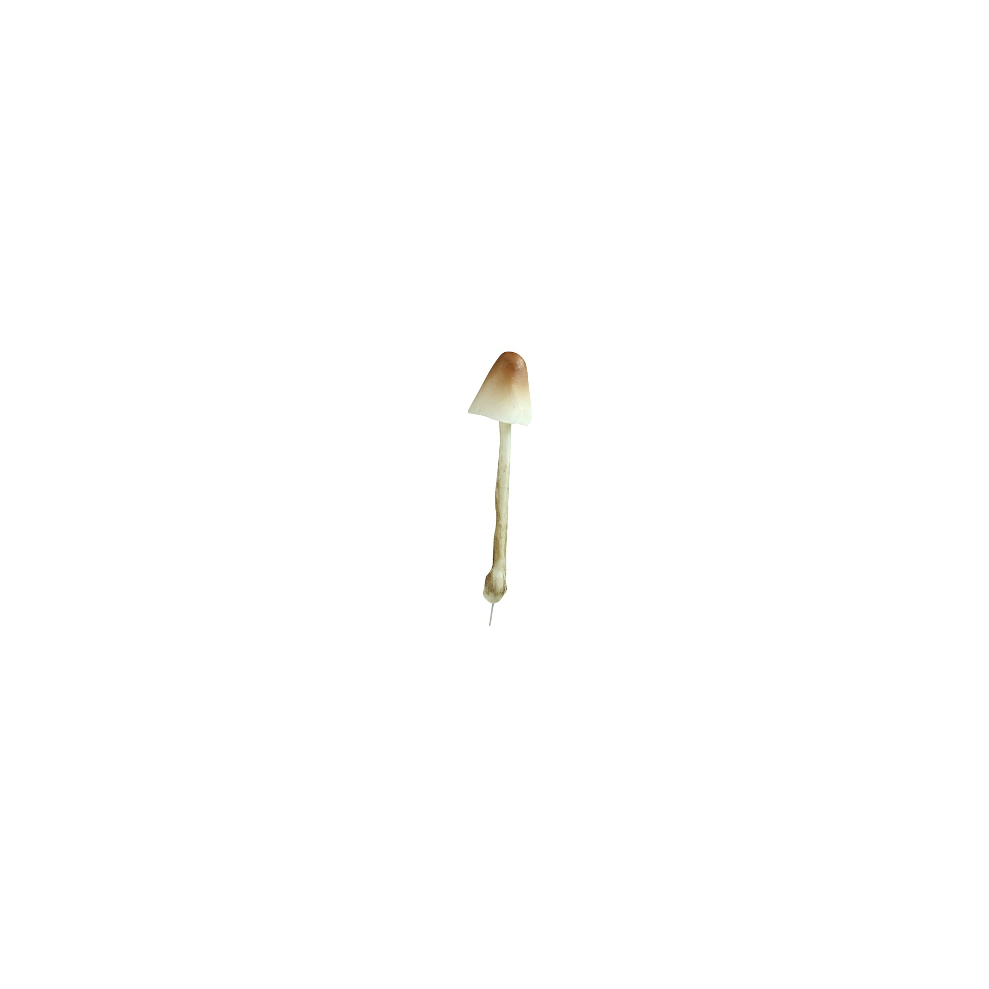 Gomba hab 4*H15cm barna