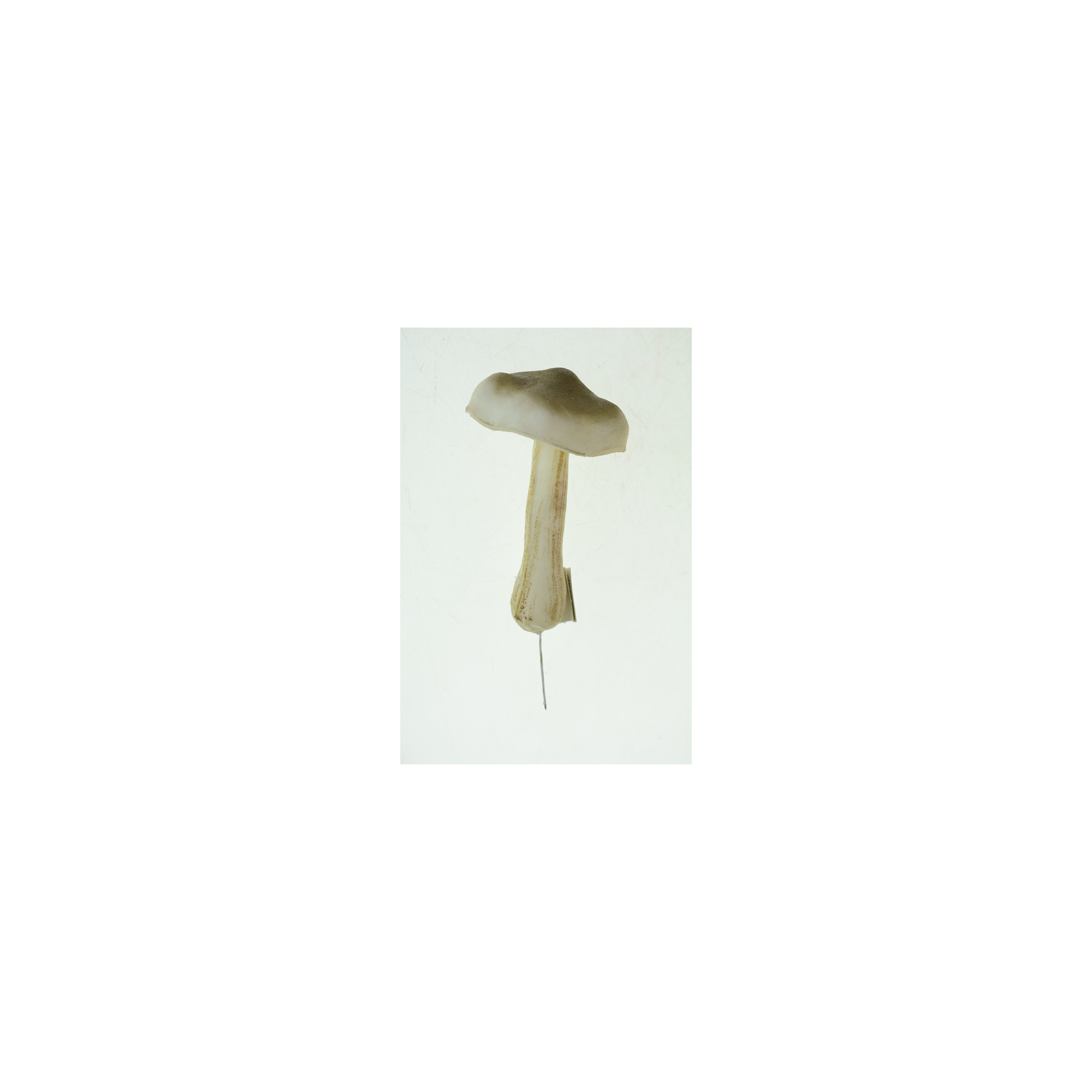Gomba hab 7×12 cm barna