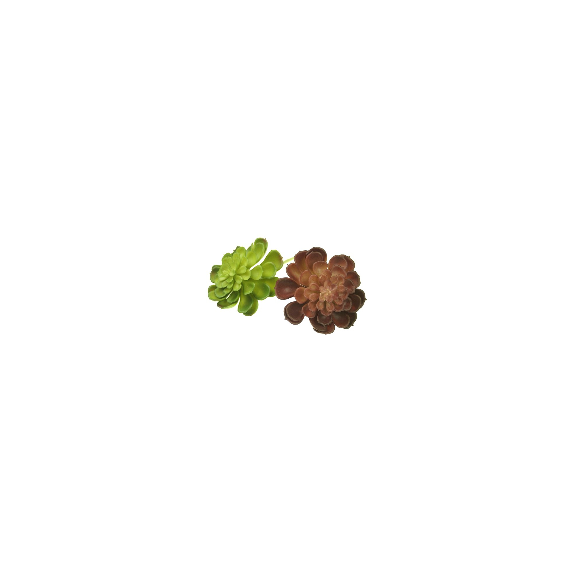 Selyemvirág Echeveria pozsgás 10-13cm több szín