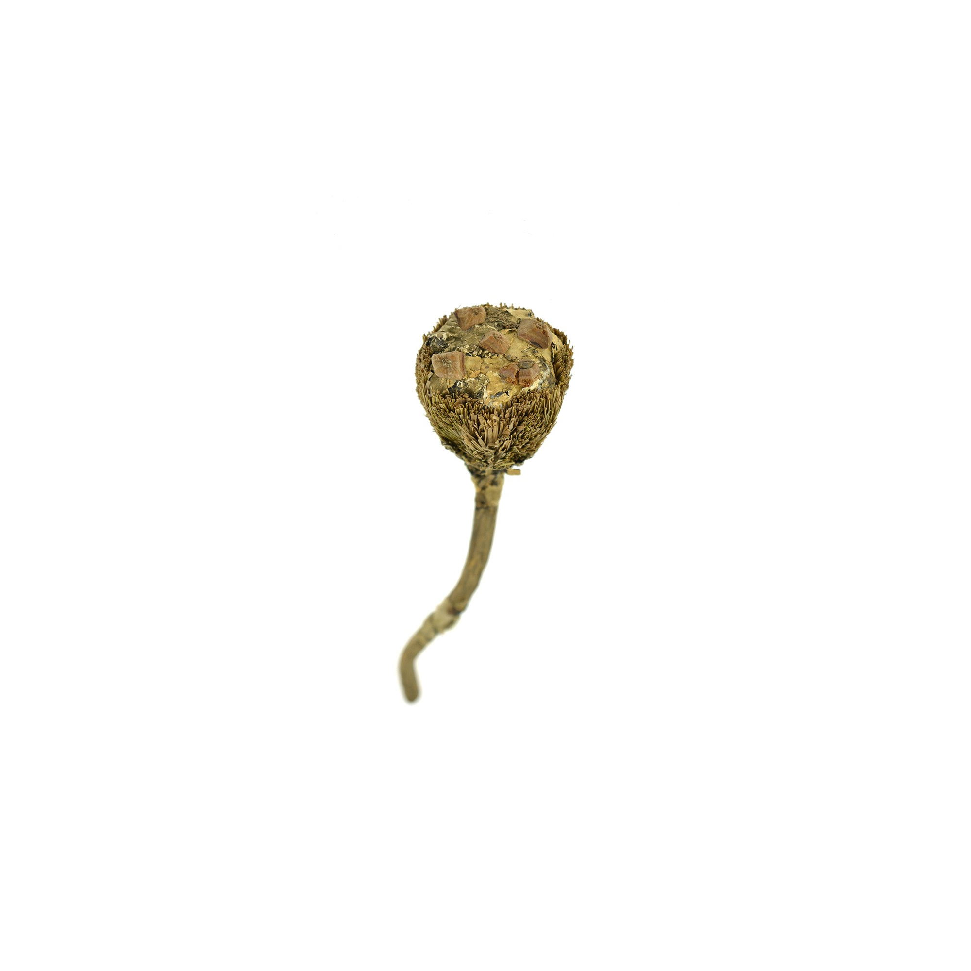 Protea fű/termés s/12 D4*15cm natúr Zmrst