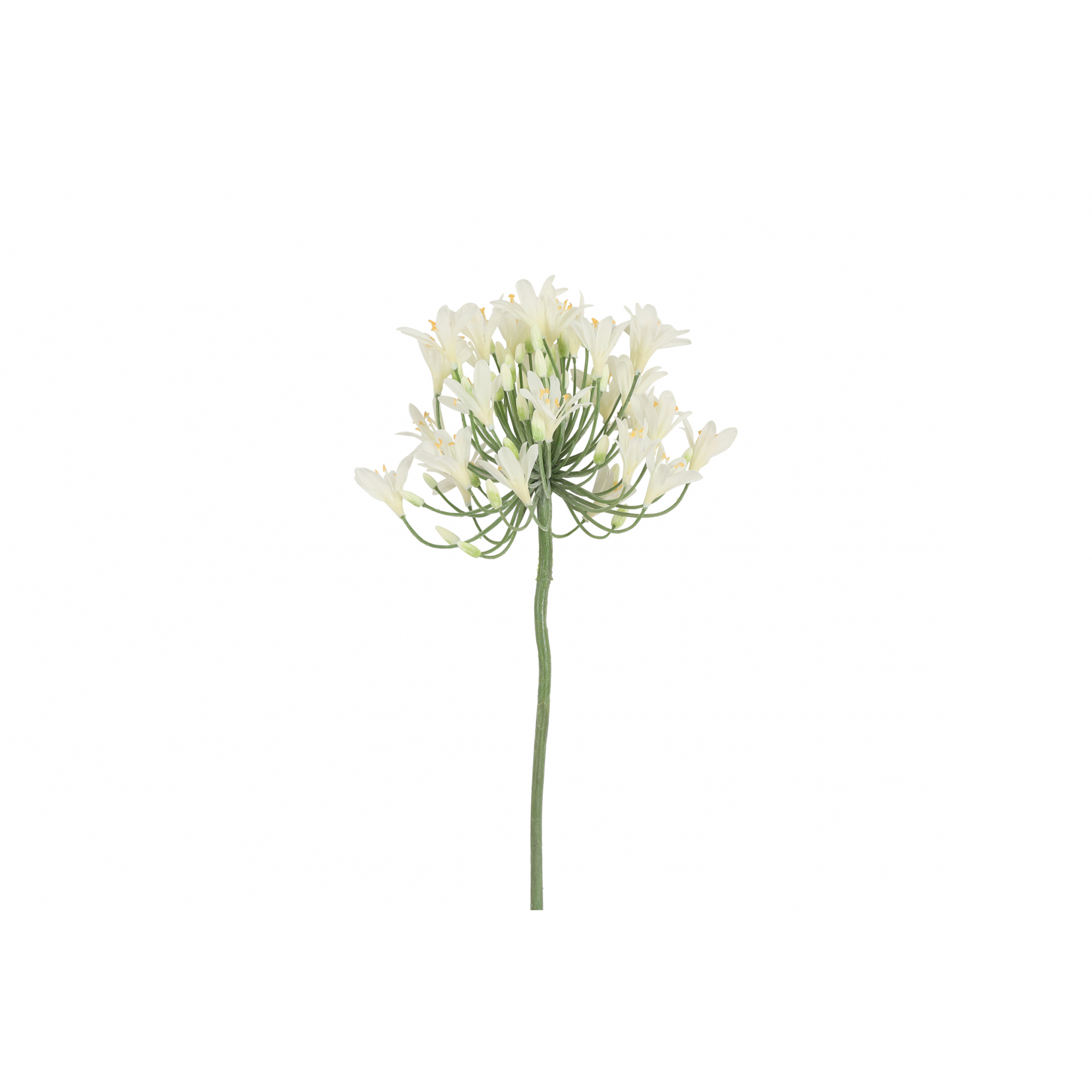 Selyemvirág agapanthus 90cm fehér