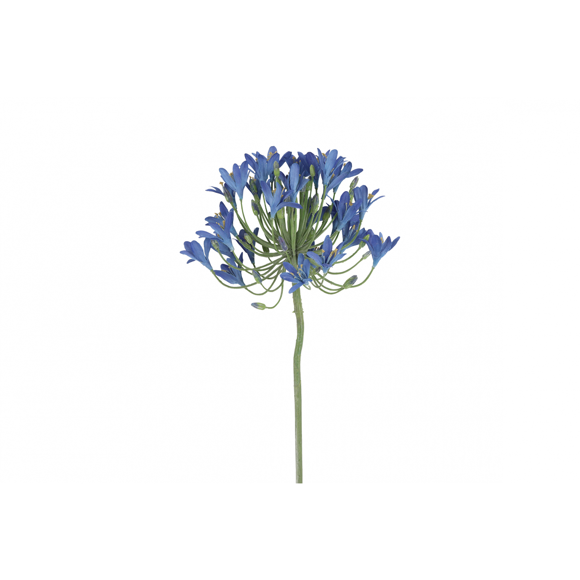 Selyemvirág agapanthus 90cm kék