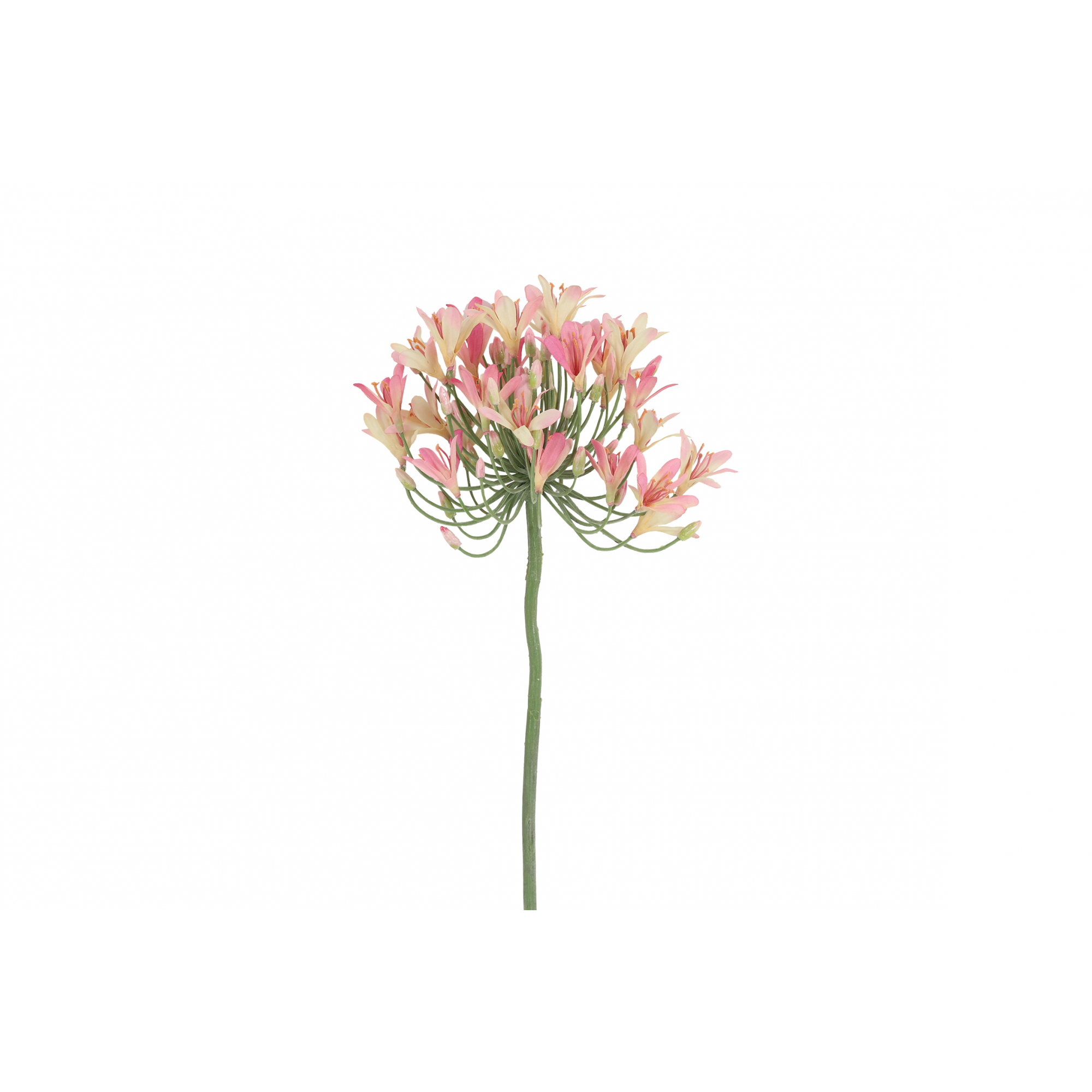 Selyemvirág agapanthus 90cm rózsaszín