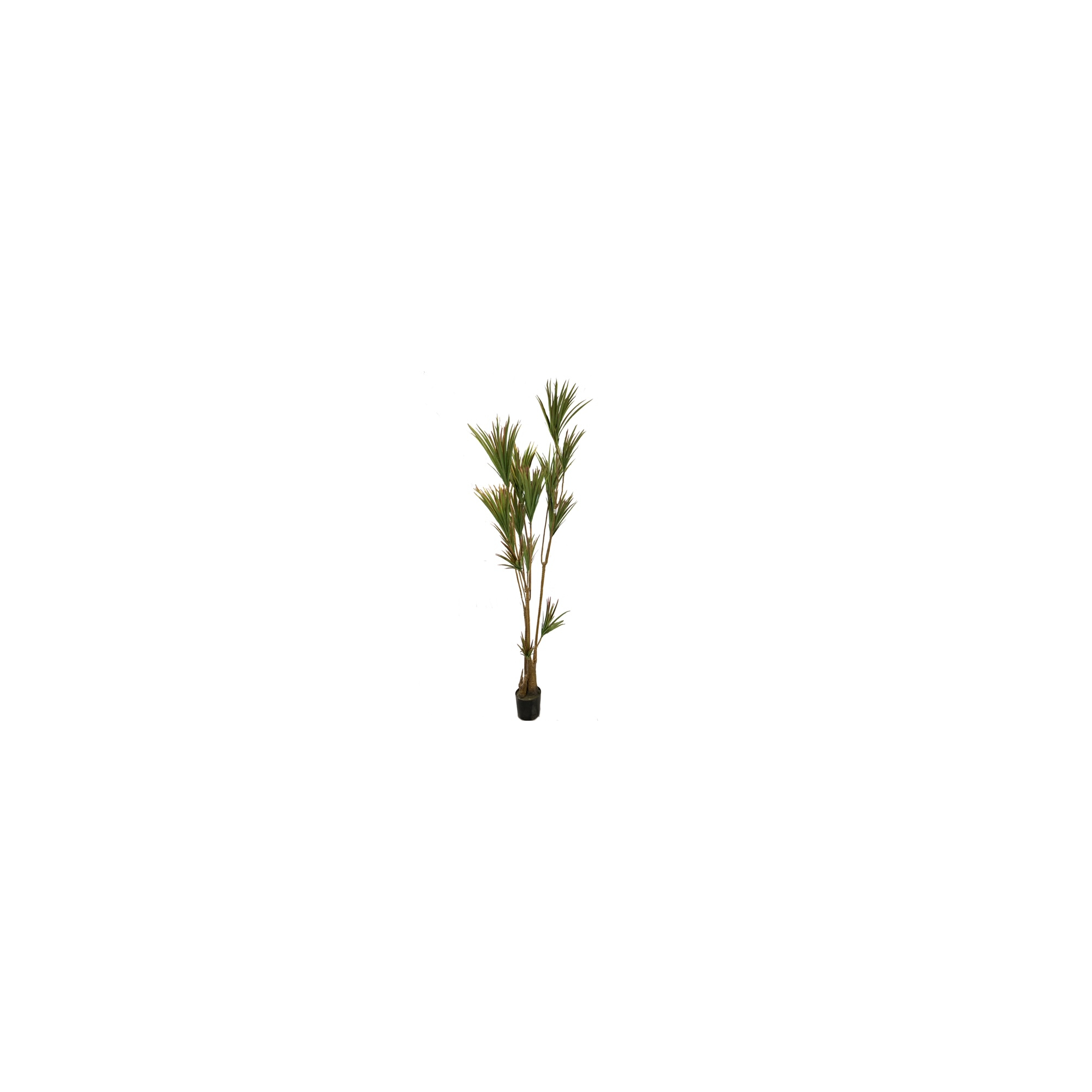 Selyemvirág dracéna 230cm cserepes zöld
