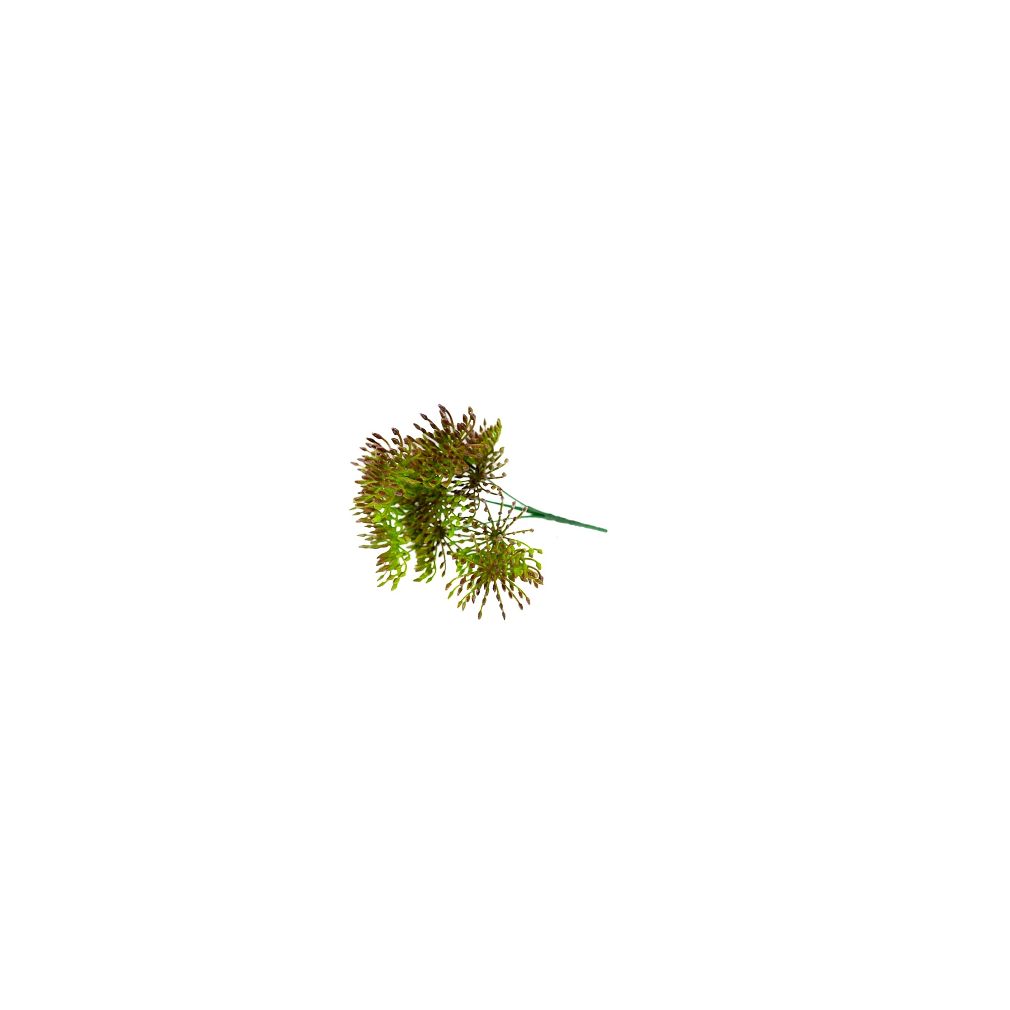 Selyemvirág leucospermum (tűpárna) csokor lila