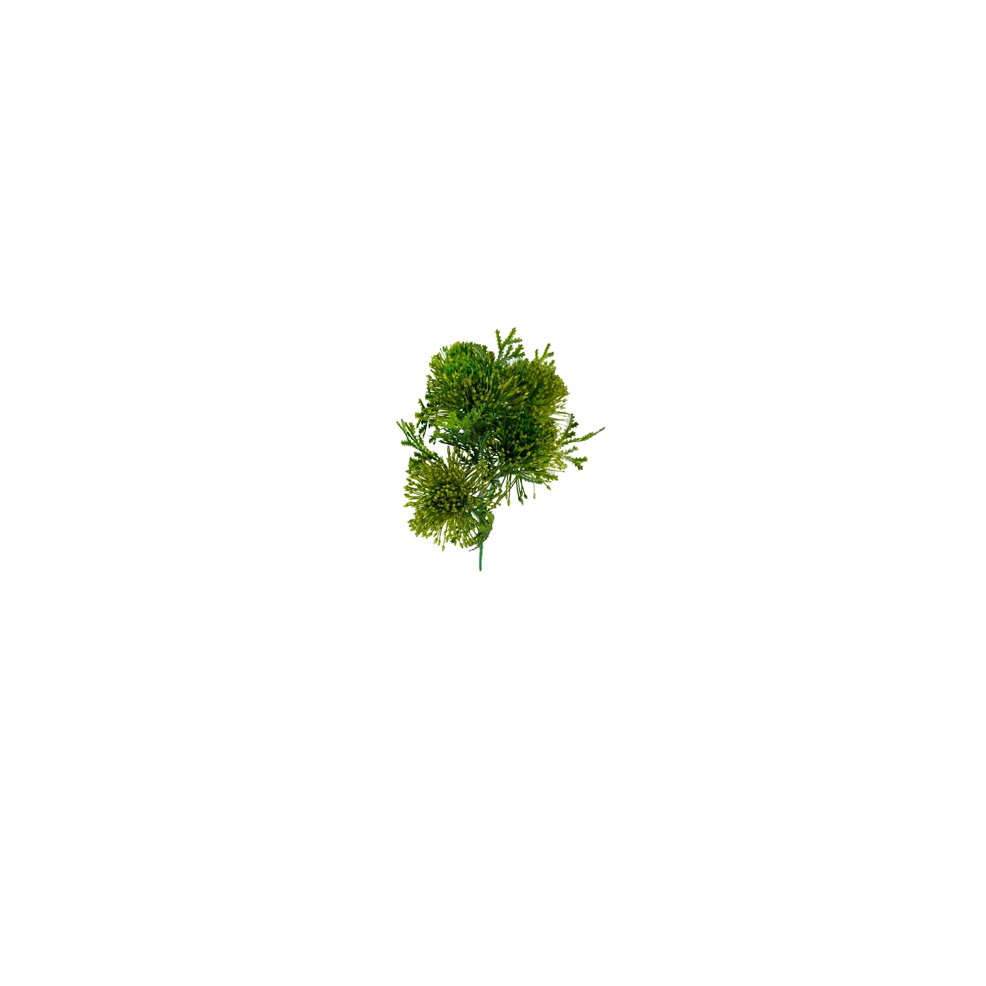Selyemvirág leucospermum(tűpárna) csokor zöld