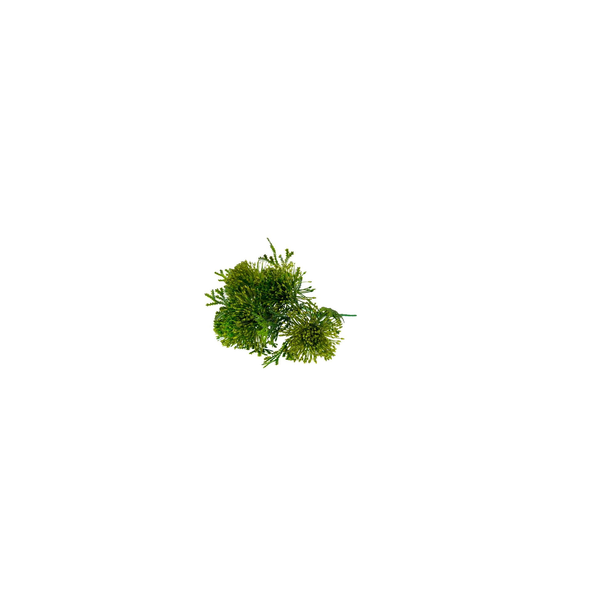 Selyemvirág leucospermum(tűpárna) csokor zöld