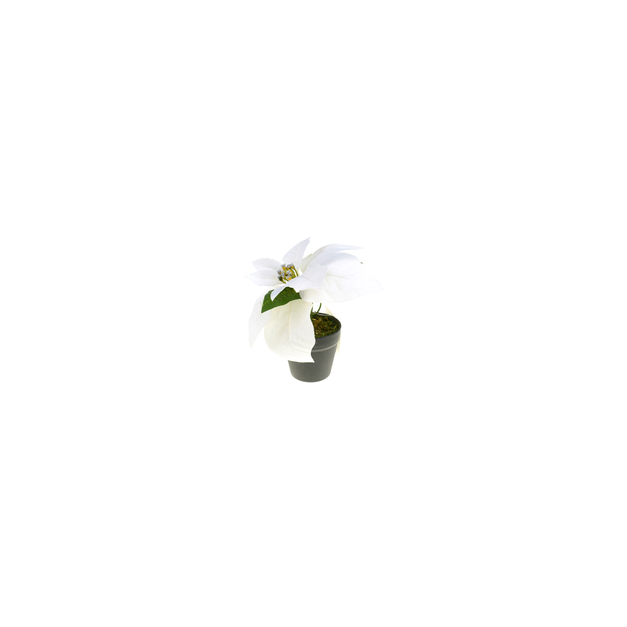 Selyemvirág mikulásvirág cserepes H:22CM 1fej fehér