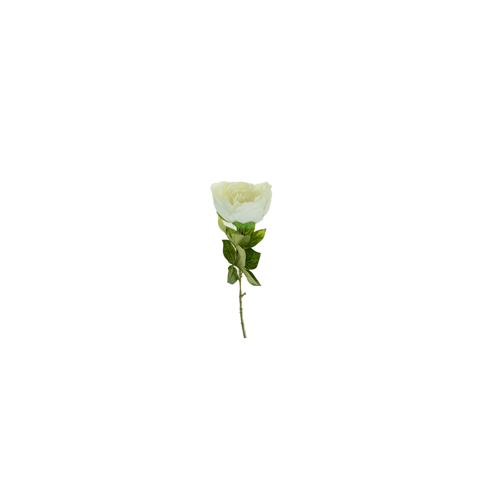 Selyemvirág pünkösdi rózsa 1 szálas 80CM fehér