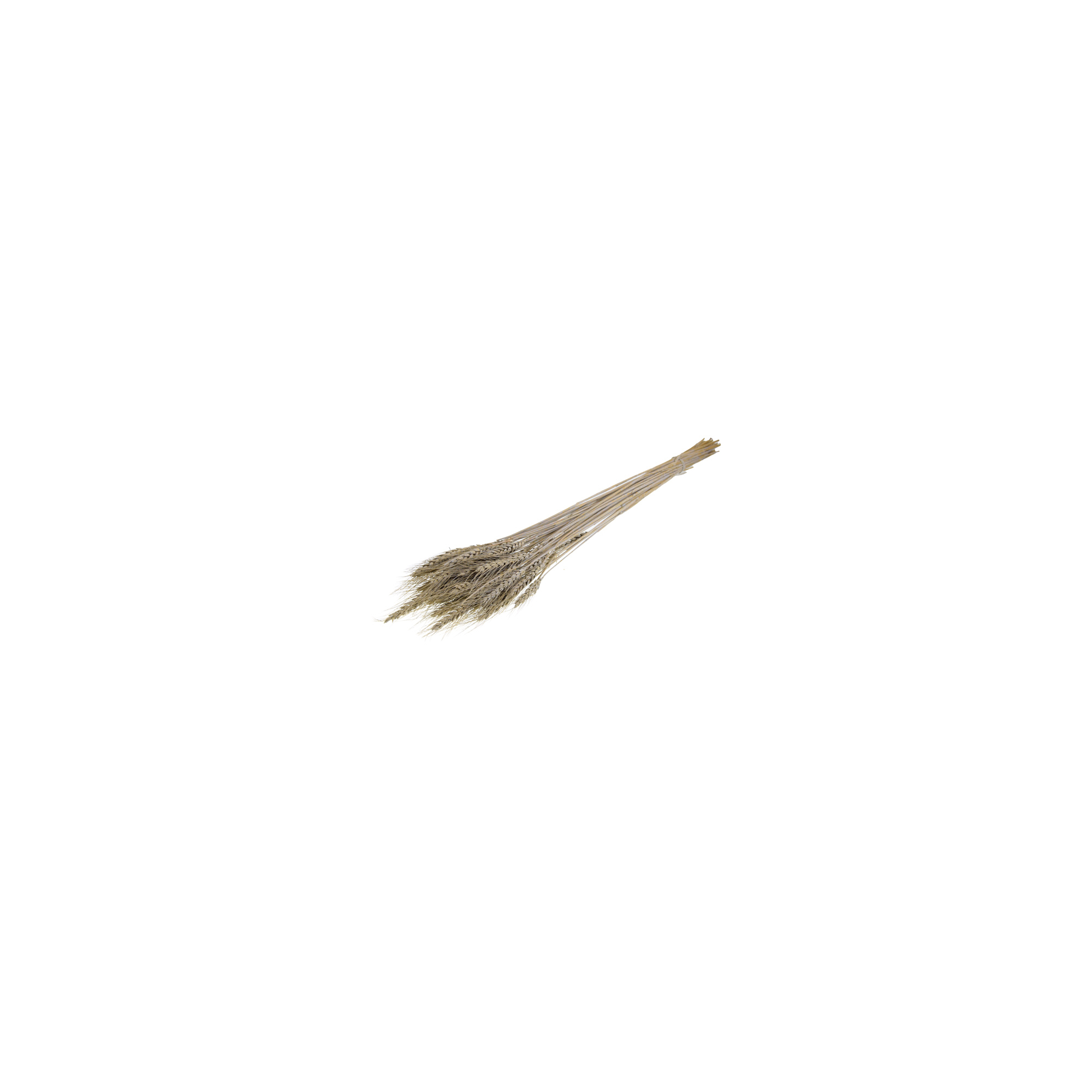 Szárazvirág búza 60-65cm 100gr szürke