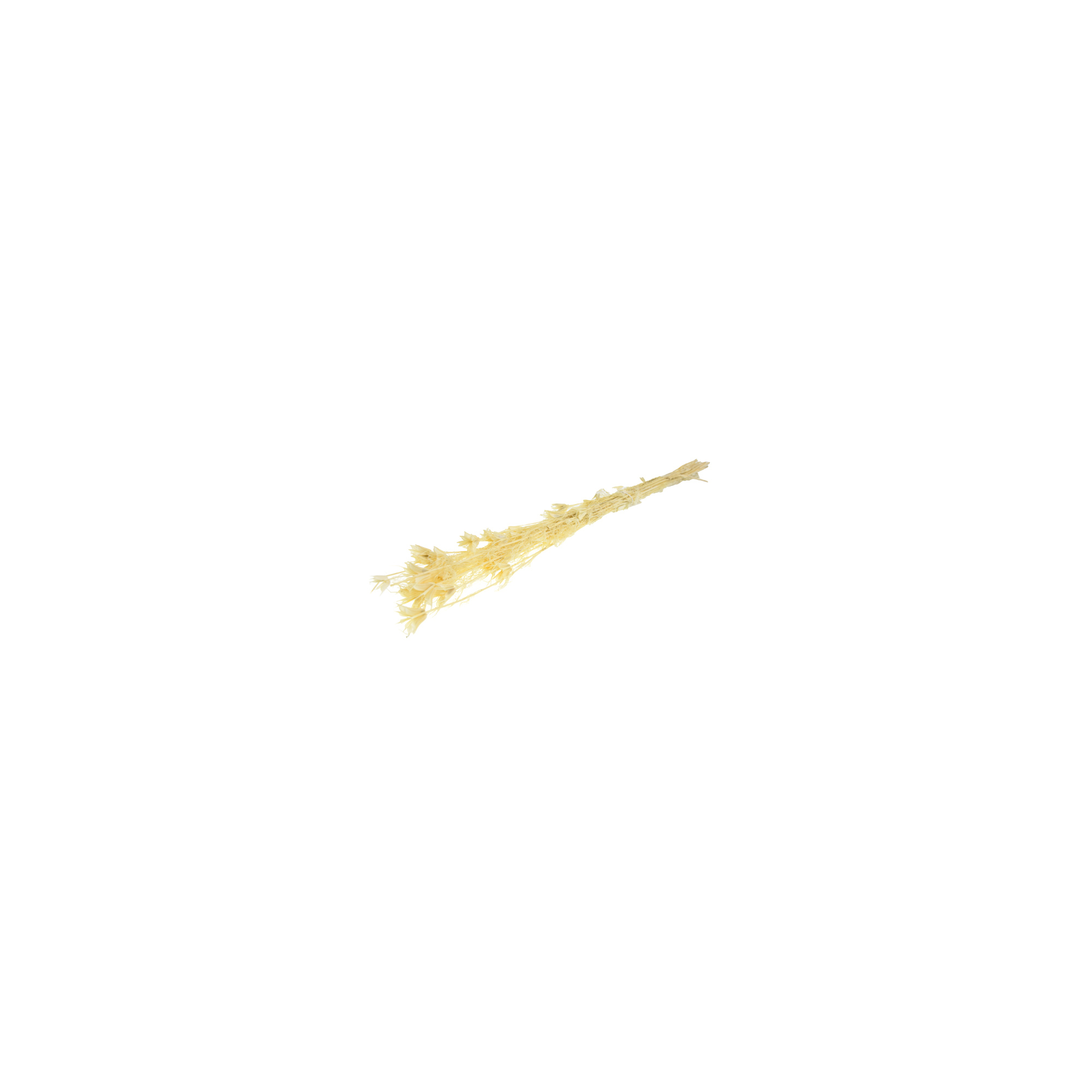 Szárazvirág Nigella orientalis 25gr fehér