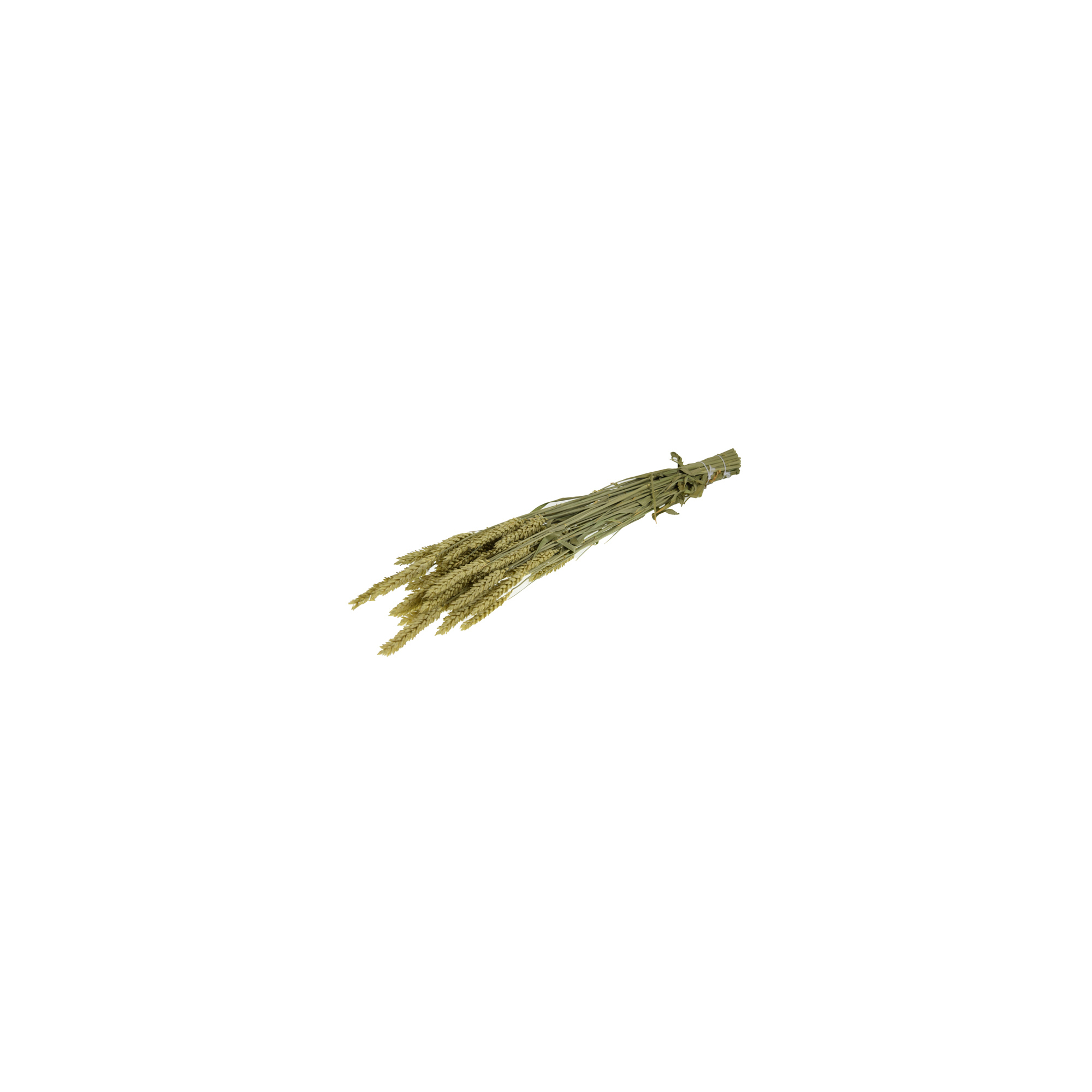 Szárazvirág triticum 70x10x5cm natúr