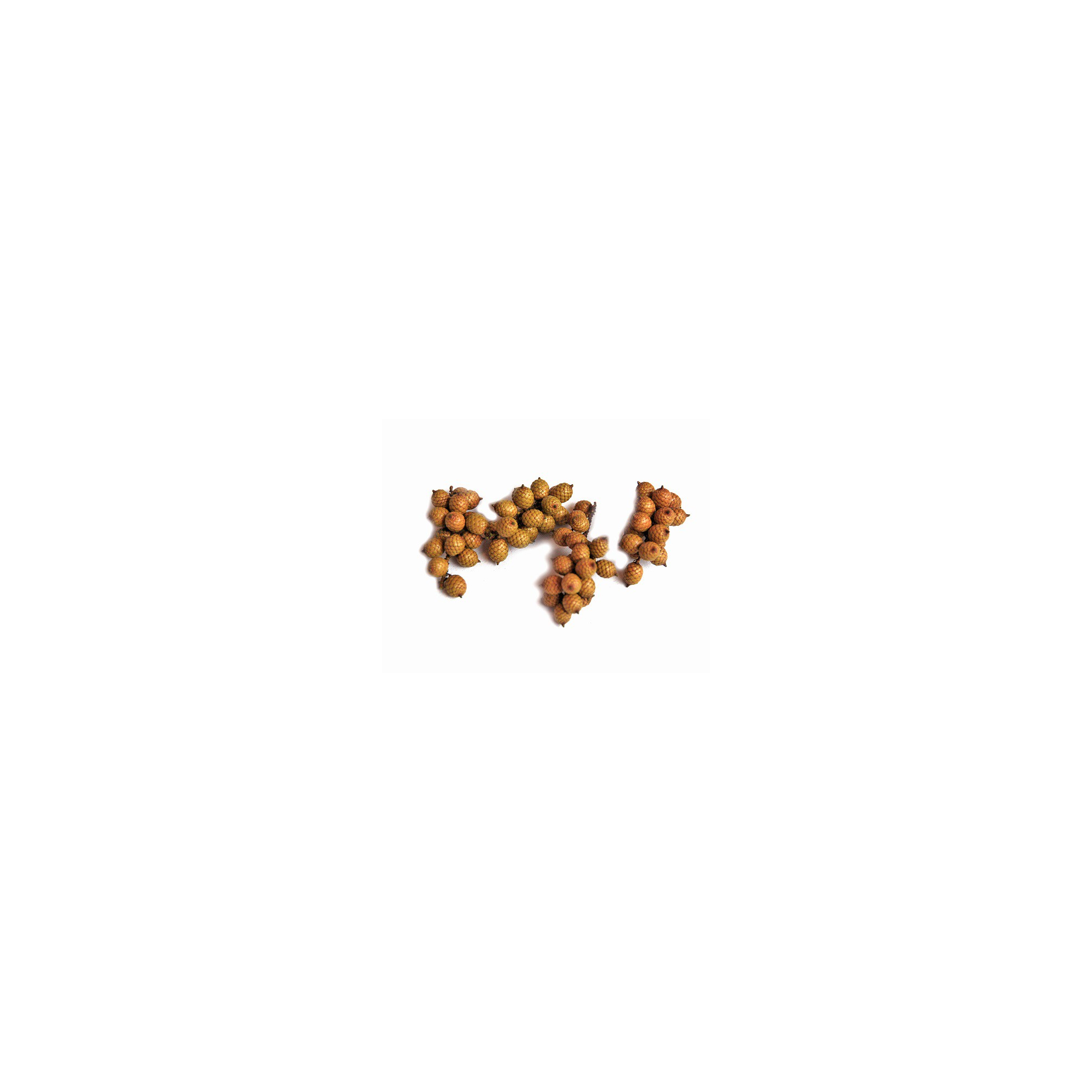 Termés Cannella 50g natúr