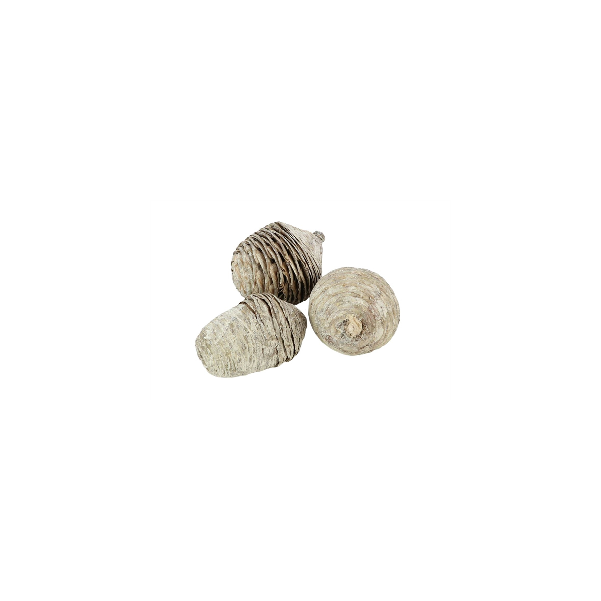 Termés cédrus fenyőtoboz 9cm s/3 fehér